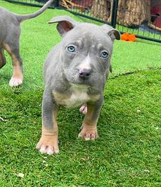 American pitbull terrier ukc selezionati