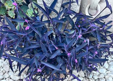 10 talee di Tradescantia Pallida