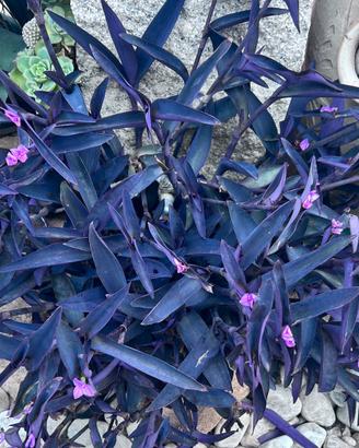 10 talee di Tradescantia Pallida