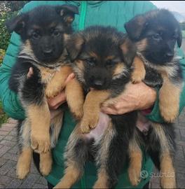 Pastore Tedesco cuccioli PEDIGREE ROSA