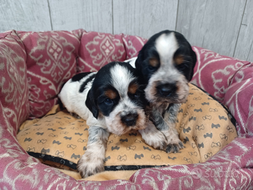 Cocker Spaniel tricolore maschi