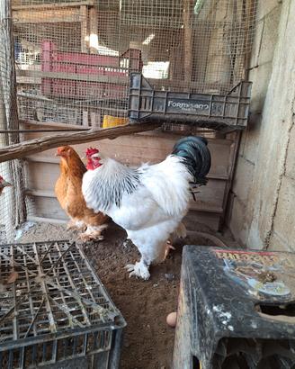 Brahma