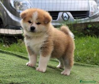 Akita Inu con pedigree nci
