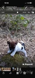 Jack russell