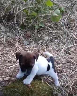 Jack russell