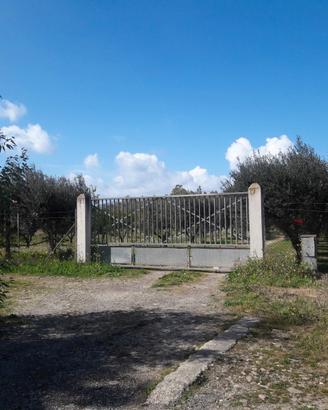 2 ettari piantumati su strada statale
