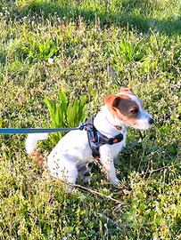 Jack Russel per accoppiamento