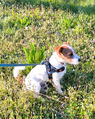 Jack Russel per accoppiamento