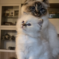 Femmina Sacro di Birmania disponibil