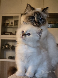 Femmina Sacro di Birmania disponibil