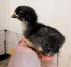 Pulcini "jersey giant" razza pura