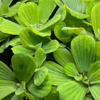 Piante galleggiante Pistia Stratioties,Limnobidium