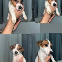 Cucciole jack russell