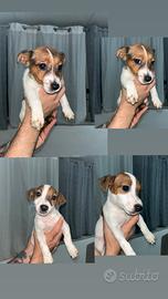 Cucciole jack russell