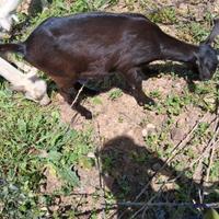 3 caprette da latte razza saneen x murciano