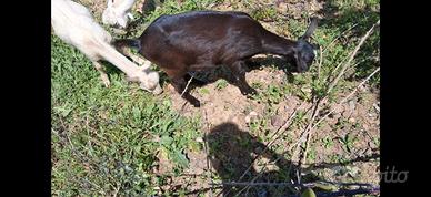 3 caprette da latte razza saneen x murciano