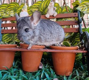 Cucciolo cincillà