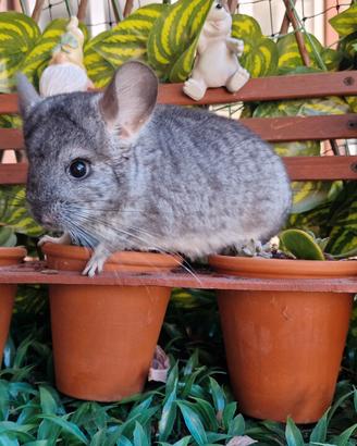 Cucciolo cincillà