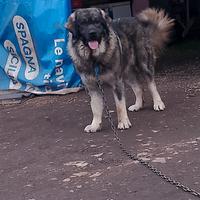 Monta pastore del Caucaso