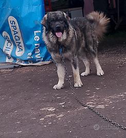 Monta pastore del Caucaso