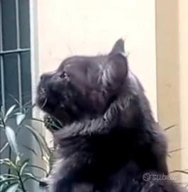 Maine coon black smoke