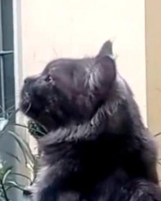 Maine coon black smoke