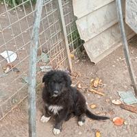 2 cucciole di metticcie ( belga+border collie)