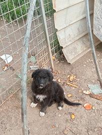2 cucciole di metticcie ( belga+border collie)