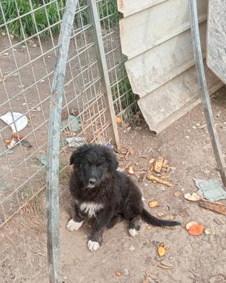 2 cucciole di metticcie ( belga+border collie)