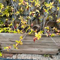 Gelsomini con fioriera  di legno 90x40x40