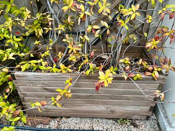 Gelsomini con fioriera  di legno 90x40x40