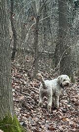 Lagotto romagnolo
