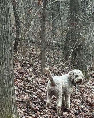 Lagotto romagnolo