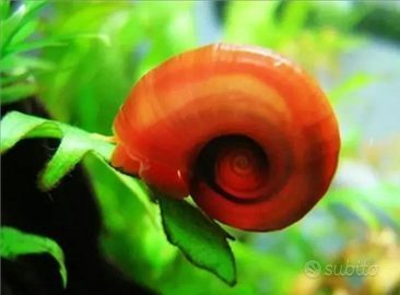 LUMACA acquario RED Planorbarius