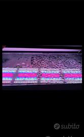 luce per acquario