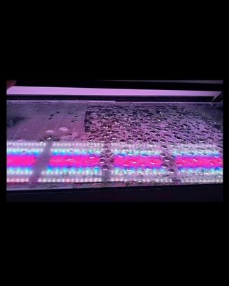 luce per acquario