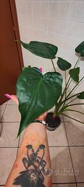 Alocasia cucullata