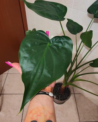 Alocasia cucullata