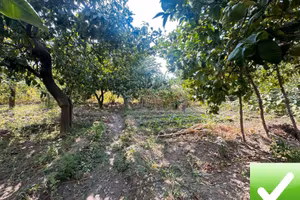 Terreno Agricolo Cataforio 1500 Mq