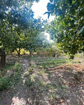 Terreno Agricolo Cataforio 1500 Mq
