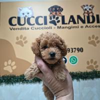 Barboncino mini toy albicocca 2F 2M anche a rate