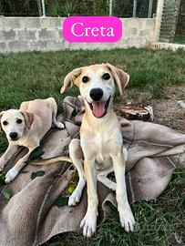 Cuccioli cane 4 mesi taglia medio contenuta