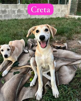 Cuccioli cane 4 mesi taglia medio contenuta