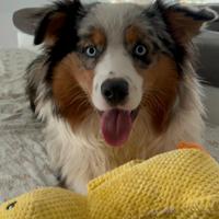 PASTORE AUSTRALIANO blue merle con pedigree