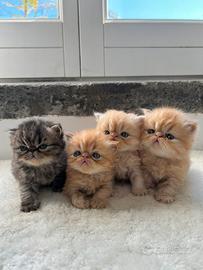 Cuccioli di Gatto Persiano