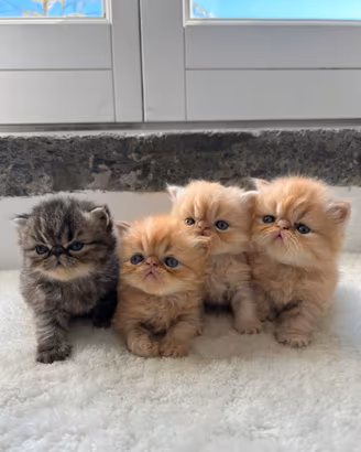 Cuccioli di Gatto Persiano