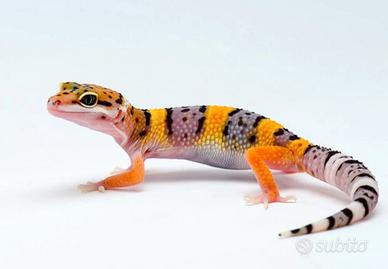 C.erco geco leopardino