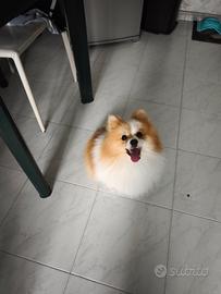 Volpino di POMERANIA 3kg