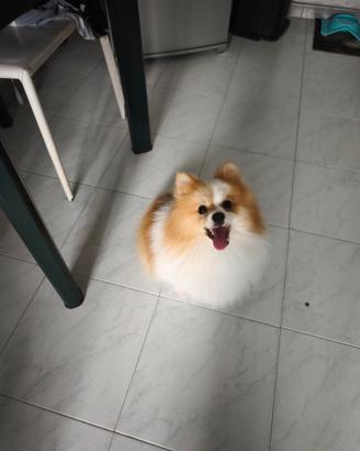 Volpino di POMERANIA 3kg