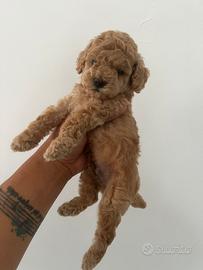 Barboncino toy